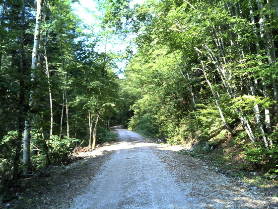 Forststrasse zur Aßbergalm