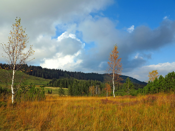 Kojenmoor.