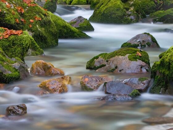 Waldbach im Echerntal in Hallstatt