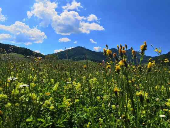 Views on the trail