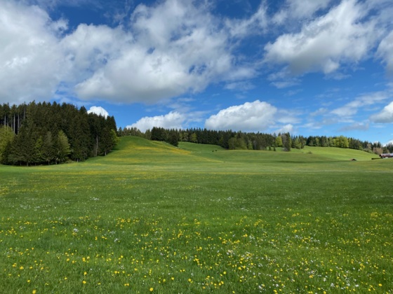 Allgäuer Kulturlandschaft im Frühjahr - bei der Wachters Alpe