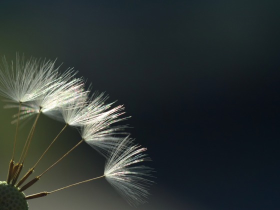 Wunder der Natur