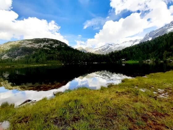 Reedsee