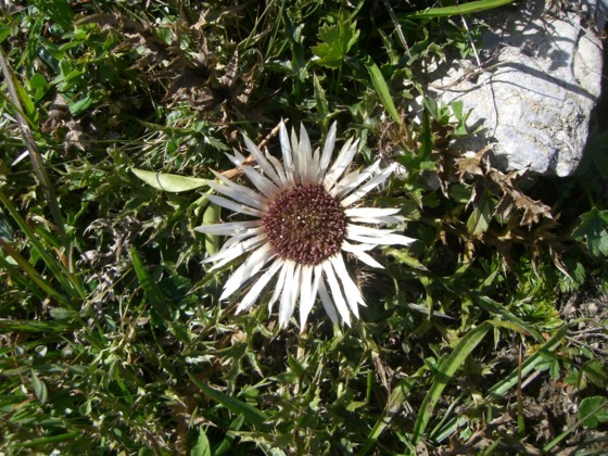 Silberdistel
