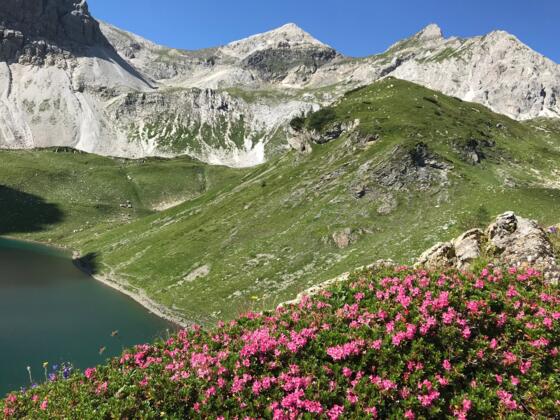 Wildsee