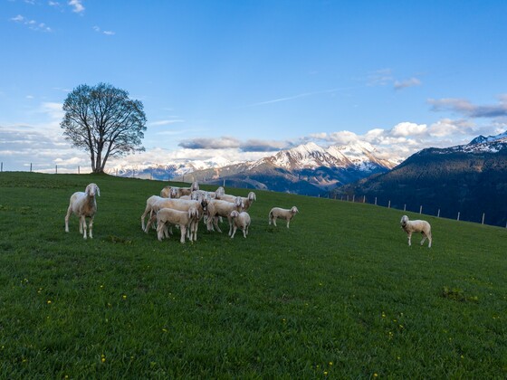Hohe Tauern Panorama Trail - ET06 Pass Thurn