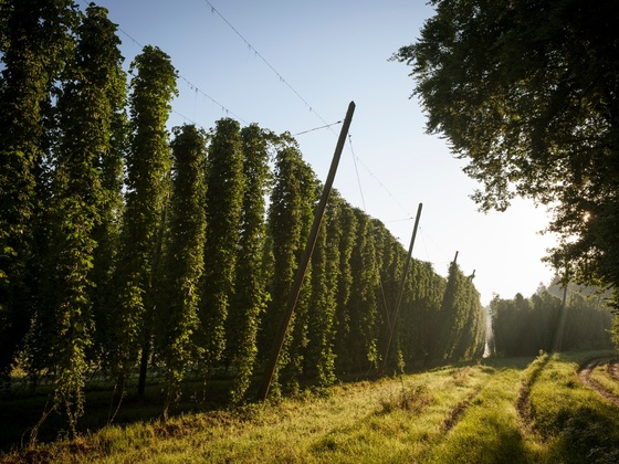 Ausschweifende Hopfengärten prägen das Landschaftsbild der Hallertau