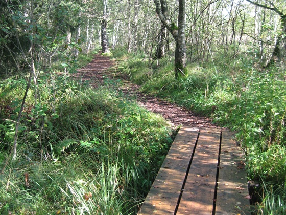 Moorrundweg