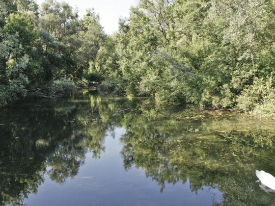 Traun-Donau-Auen_Im-Bereich-des-Miterwasser-Traun-Donau-Auen-mit-Schwan_c-Reibnegger-Thomas_web