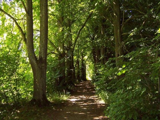 Wandern  im Lichtlberger Wald
