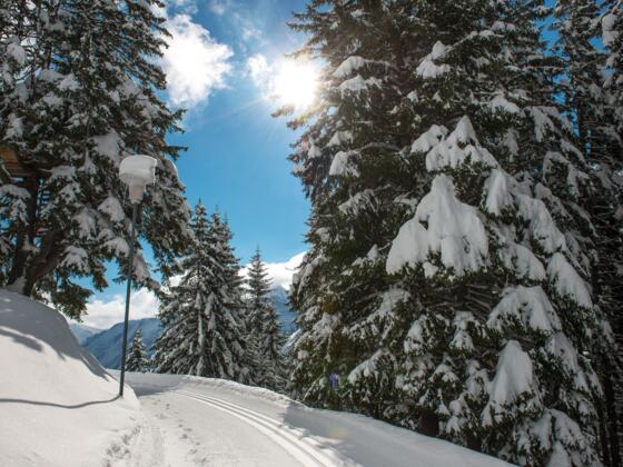 Winterwandern Wald