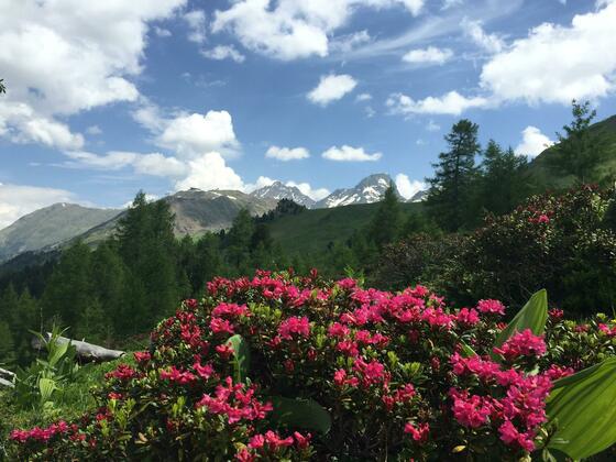 Alpenrosen