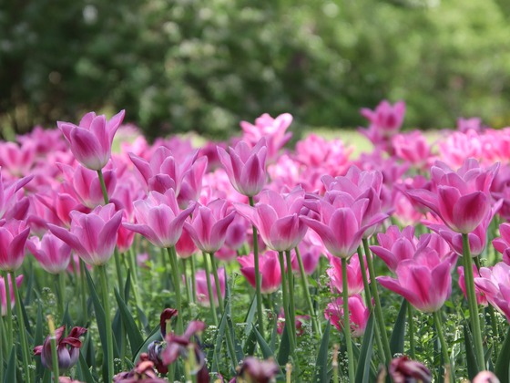 Tulpen