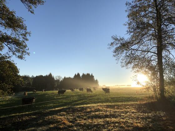 Morgenstimmung - da fällt es leicht aufzustehen... :-)