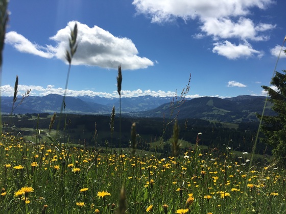 Vom Hauchenberg Grat Richtung Süden, Allgäuer Hauptkamm und Grünten, rechts Mittag und Nagelfluhkette