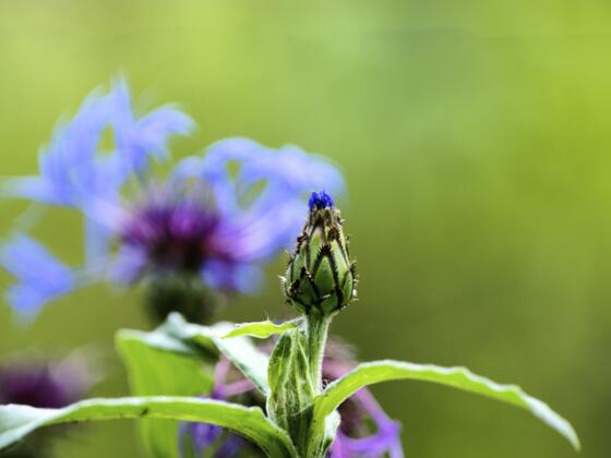 Blume mit Ameise