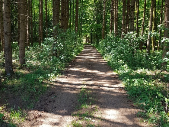 Stadtwald Buchloe