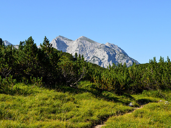 Latschen auf der Reiter Alm