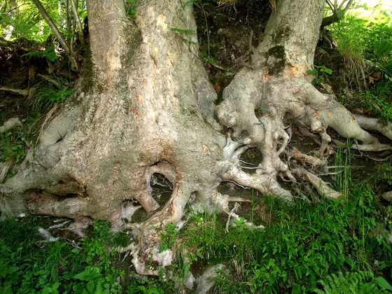 Wurzel-Erlebnis