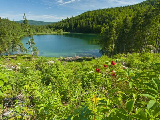 Roha Fotothek Fürmann - Frillensee