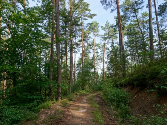 Waldweg am Muppberg