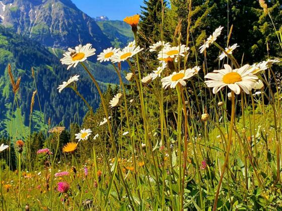 Bergblik Kleinwalsertal Bergblumen