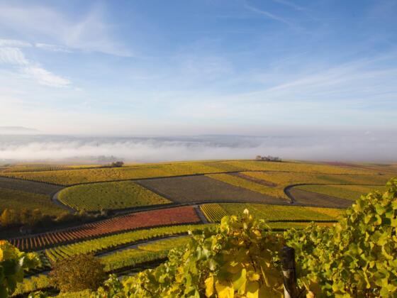 Weinberge bei Iphofen