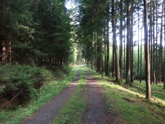 Durch den Wald am Plestener Berg