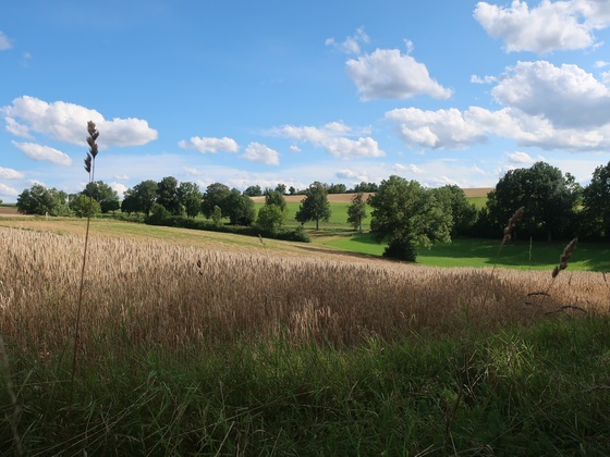 Rundweg Weinberg Kulm