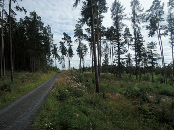 Lichter Wald auf dem Rundweg zur Göritzenquelle