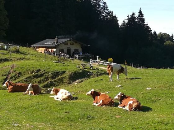 Staudacher Alm © Chiemsee-Alpenland Tourismus