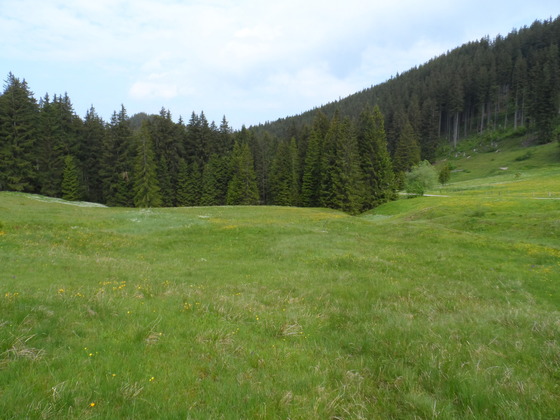 Hochmoor bei Vorderalm
