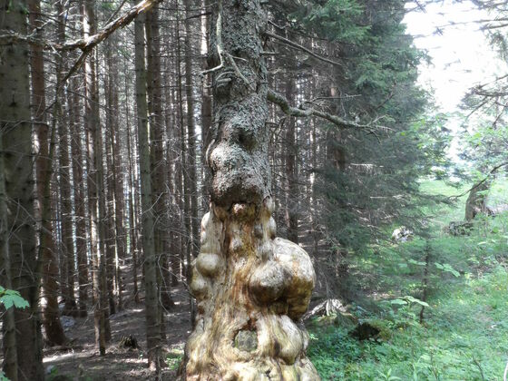 Baum mit Baumkrebs