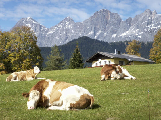 Dachstein von der Ramsau gesehen. Z14