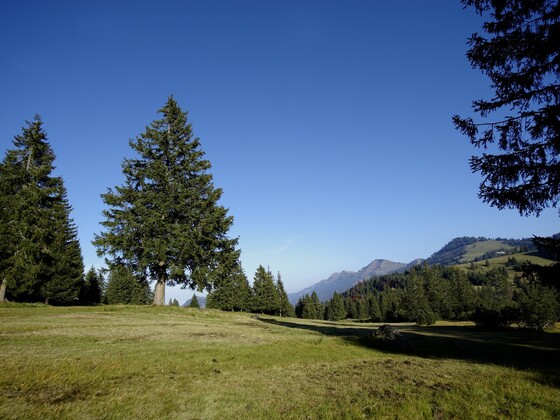 Rundweg an der Hörmoosalpe
