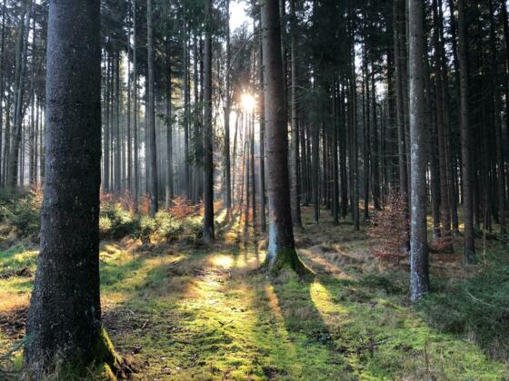 Die Magie des Winterwaldes...