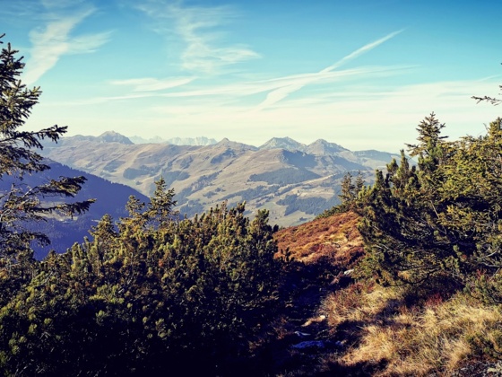 Latschenfelder ober der Hacklbergalm