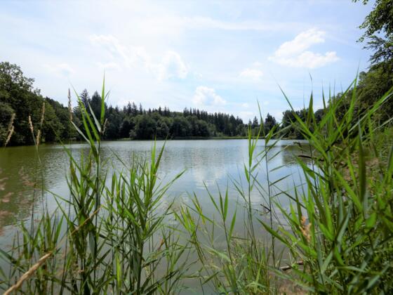 Buxheimer Weiher