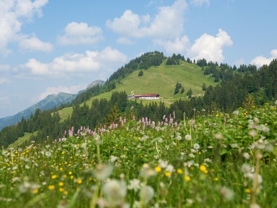 Auf dem Weg zum Falken