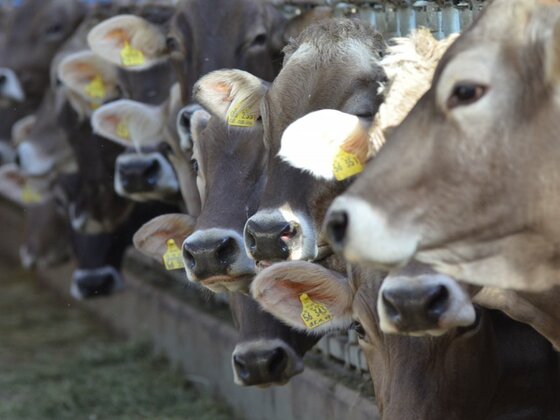 2012.03.21rosaliau.fewo2278