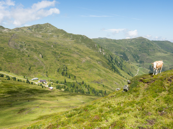 Almgebiet im Wildkogelgebiet