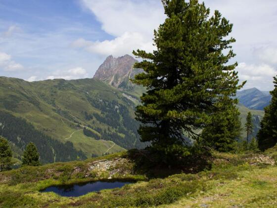 Almgebiet mit Zirbenwald am Wildkogel