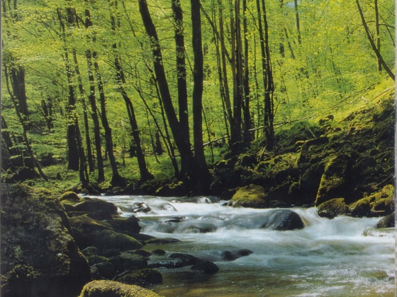 Tal des Kleinen Kößlbaches