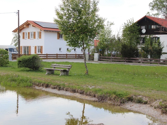 Der Weiher mit Enten, Fischen und Fröschen