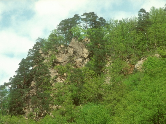 Felsnase in der Donauschlinge