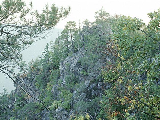 Predigtstuhl_Blick-auf-die-Felsenrippen-des-Predigtstuhls-mit-F%c3%b6hrenbewuchs_c-Limberger-Josef_web
