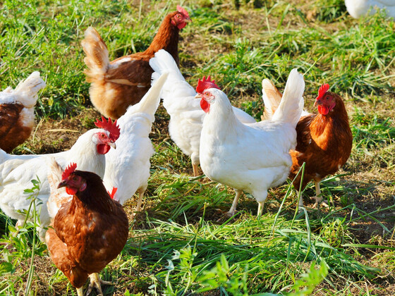 chicken-2789493_1920