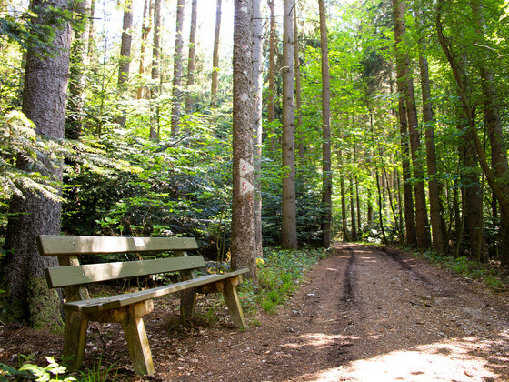 Bank-am-Waldweg