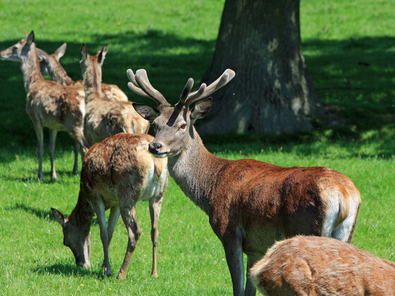 red-deer-76961_1920