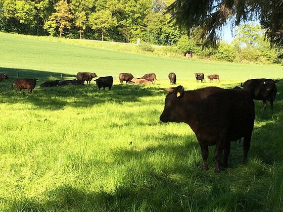 heller_wagyu_weide_08_b